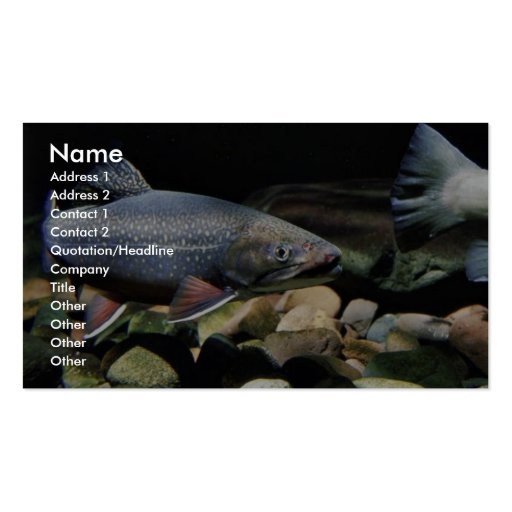 Brook trout business cards (front side)
