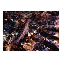 Brook Trout in River Card