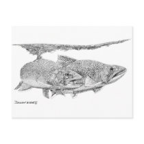Brook Trout postcards