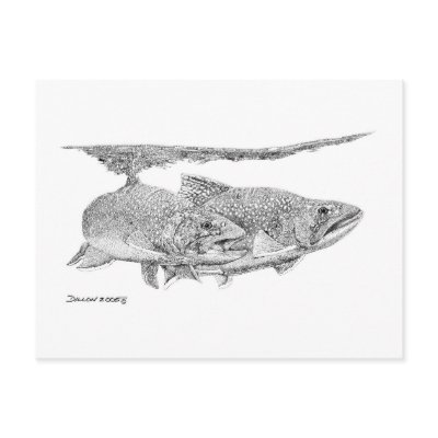 Brook Trout Post Cards by WildlifeInk