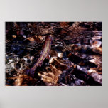 Brook Trout Poster