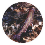 Brook Trout Sticker