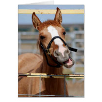 Brooke the Mustang 'oh hai' Cards