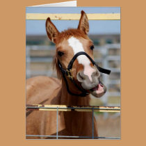 Brooke the Mustang 'oh hai' cards