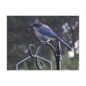 Brooklyn the Blue Jay postcards