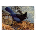 Brooks' Steller's Jay Cards