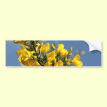 Broom Scotch Wildflowers bumper stickers