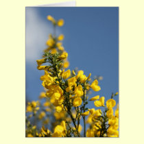 Broom Scotch Wildflowers cards