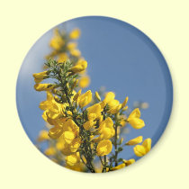 Broom Scotch Wildflowers magnets