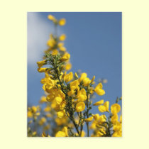 Broom Scotch Wildflowers postcards
