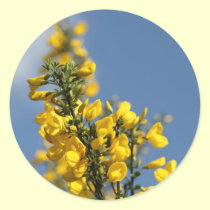 Broom Scotch Wildflowers stickers