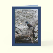 Brother Grackle cards by MoiraAshleigh Brother Grackle cards