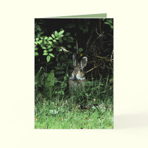 Brother Rabbit cards by MoiraAshleigh Brother Rabbit cards