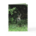 Brother Rabbit Greeting Card