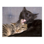 Brotherly Love Post Cards
