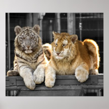 Brothers Print