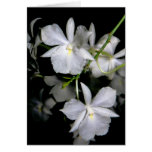 Broughtonia sanguinea f. alba cards