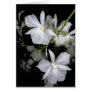 Broughtonia sanguinea f. alba cards