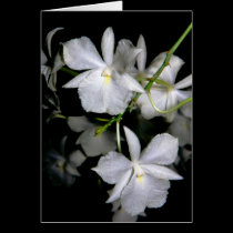 Broughtonia sanguinea f. alba cards