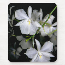 Broughtonia sanguinea f. alba mousepads