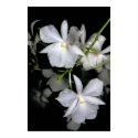 Broughtonia sanguinea f. alba posters