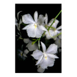 orchid, tropical, rare