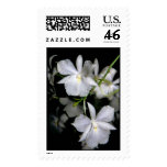 Broughtonia sanguinea forma alba postage stamp