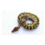 Brown and Gold Ball Python 2 Business Card
