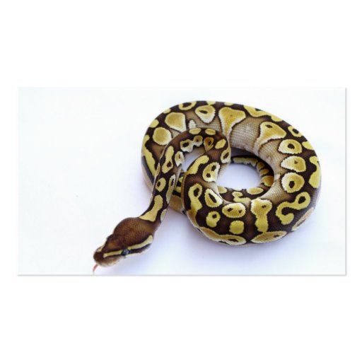 Brown and Gold Ball Python 2 Business Card (front side)