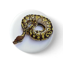Brown and Gold Ball Python 2 Pins