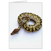 Brown and Gold Ball Python 2 Greeting Cards