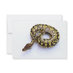 Brown and Gold Ball Python 2 Invites