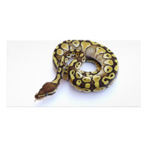 Brown and Gold Ball Python 2 Picture Card