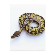 Brown and Gold Ball Python 2 Post Card