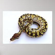 Brown and Gold Ball Python 2 Poster