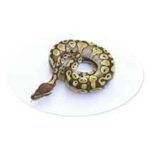 Brown and Gold Ball Python 2 Oval Stickers