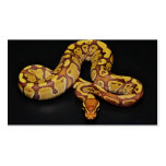 Brown and Gold Ball Python Business Card Template