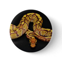 Brown and Gold Ball Python Pin