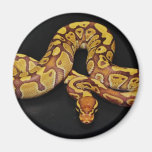 Brown and Gold Ball Python Fridge Magnets