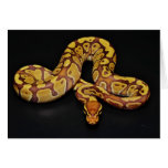 Brown and Gold Ball Python Greeting Cards