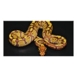 Brown and Gold Ball Python Photo Cards