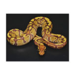 Brown and Gold Ball Python Postcard