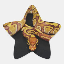 Brown and Gold Ball Python Star Stickers