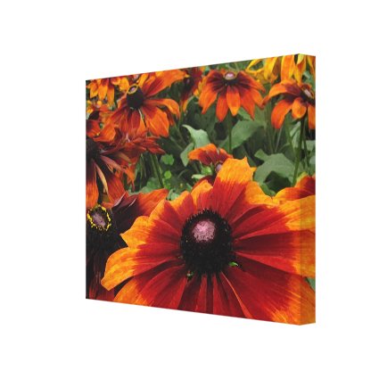 Brown and Orange Rudbeckia Flowers Canvas Print
