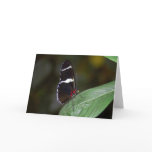 Brown and White Butterfly cards