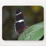Brown and White Butterfly Mouse Mats