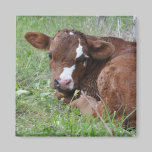 brown and white calf magnet magnets