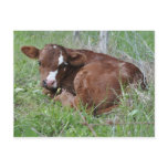 Brown and white calf postcard