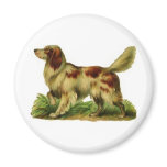 Brown and White Dog Magnet