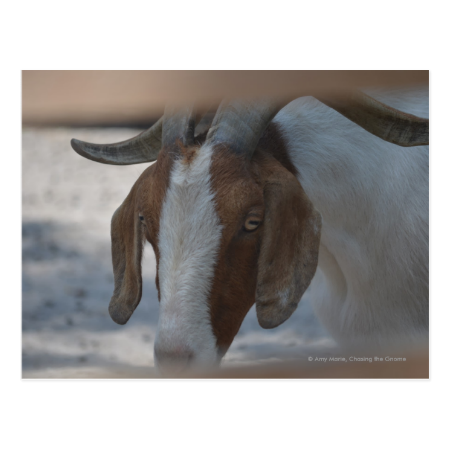 brown and white goat postcard